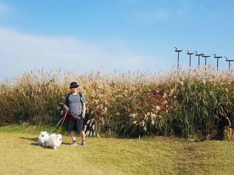 300년 전 조선 최대중 하나인 토목 현장, 시흥 ‘호조벌’ 위를 걷는 건축 소장의 단상
